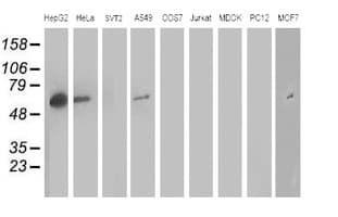ARFGAP1 Antibody (clone OTI 2C10)