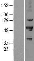 PRPF19 / PRP19 Protein (Over-Expression Lysate Myc-DDK (Flag))