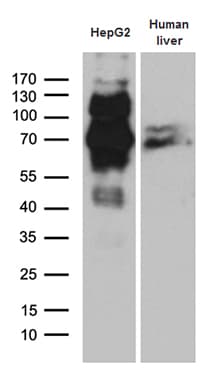 IRF2BP1 Antibody (aa457-584, clone OTI6C9)