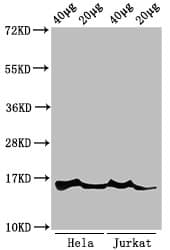 Polyclonal Rabbit anti-Human HIST1H3A Antibody (IF, WB)
