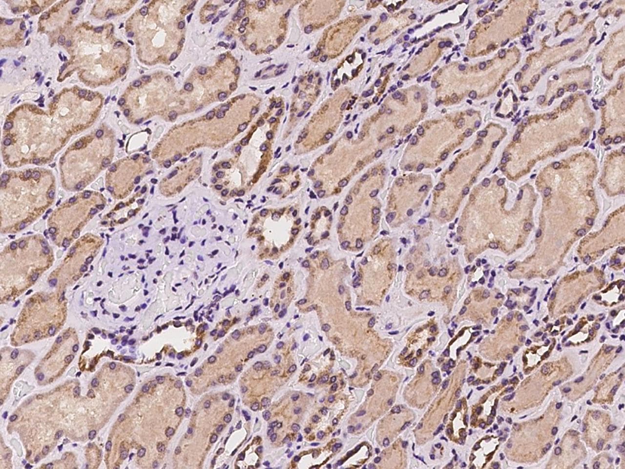 SYN3 / Synapsin III Antibody