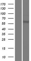 Human USP17L2 / DUB3 Protein (Over-Expression Lysate Myc-DDK (Flag))