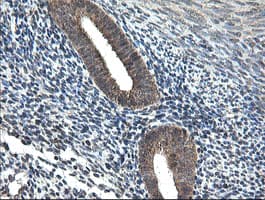 Monoclonal Mouse anti-Human UBE2G2 Antibody (clone OTI1D2, IHC, IF, WB)