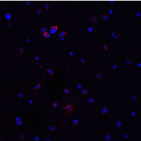 MYD88 Antibody