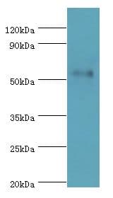 SEMG1 Antibody (aa24-310)