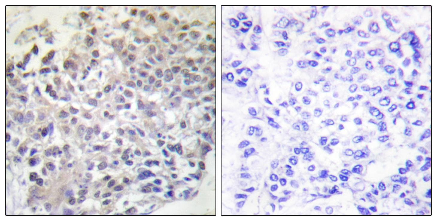 RAPGEF1 Antibody