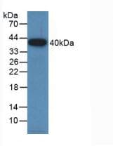 GAP43 Antibody (aa8-226, APC)