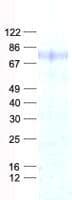 Human MSL2 Protein (Recombinant His, N-Terminal)