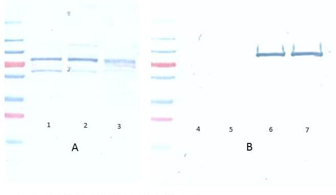 AKT1 Antibody (phospho-Ser473, clone 17F6.B11)