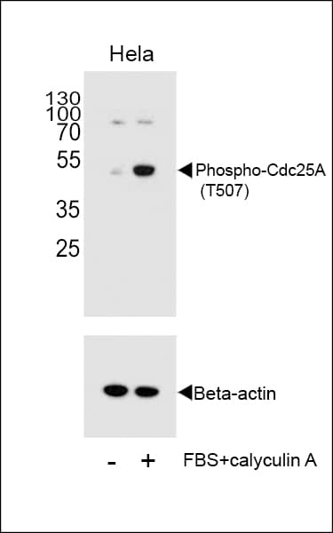 CDC25A Antibody (phospho-Thr507)
