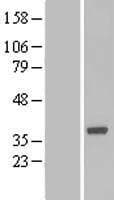 BOULE / BOLL Protein (Over-Expression Lysate Myc-DDK (Flag))