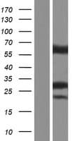 HMGCL Protein (Over-Expression Lysate Myc-DDK (Flag))