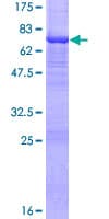 Human ACTR10 Protein (Recombinant GST)