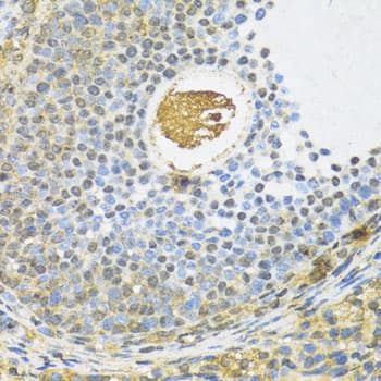 SMAD3 Antibody