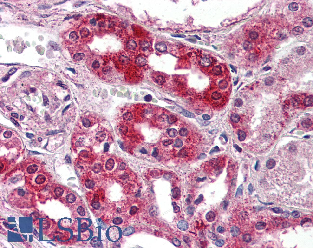 IHC-plus™ NPSR1 / NPSR / GPR154 Antibody (Extracellular Domain)