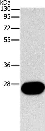 FGF9 Antibody