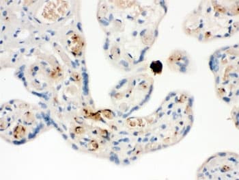 CXCL7 / PPBP Antibody