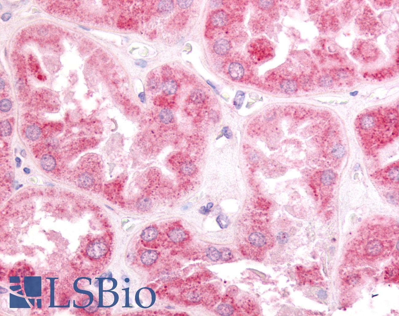 IHC-plus™ ESRRG / ERR Gamma Antibody (N-Terminus)