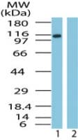 IPO9 / Importin 9 Antibody (aa850-950)