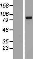 TNNI3K / CARK Protein (Over-Expression Lysate Myc-DDK (Flag))
