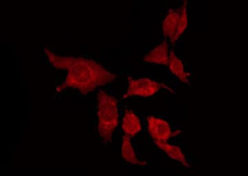 KCNK15 Antibody