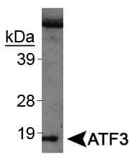 ATF3 Antibody (Biotin)