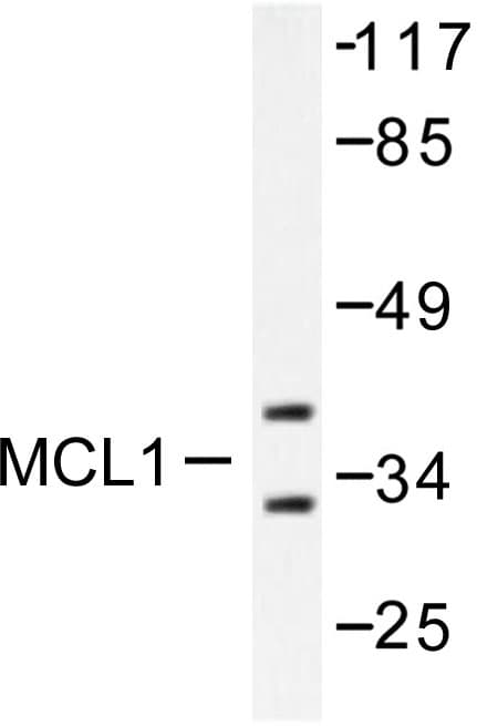 MCL1 / MCL 1 Antibody (Ser121)