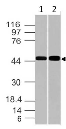 GPR83 Antibody