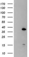 DPPA4 Antibody (clone OTI2F6)