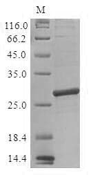 Lactococcus lactis Igt Protein (Recombinant 6His, C-terminus)