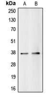 BUB3 Antibody (C-Terminus)