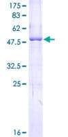 Human APOL1 / Apolipoprotein L (Recombinant GST)
