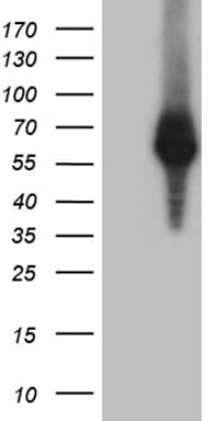 RNF149 Antibody (aa250-383, clone OTI12C2, Carrier-free)