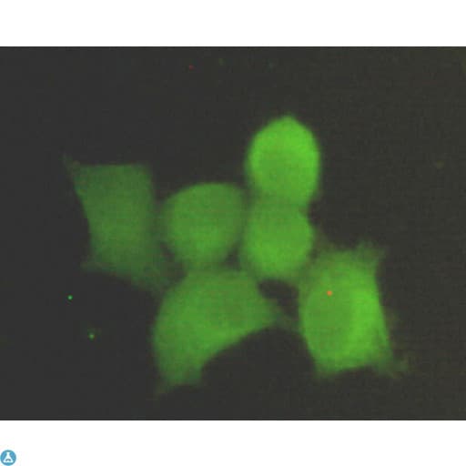 PPP1CA / PP1-Alpha Antibody