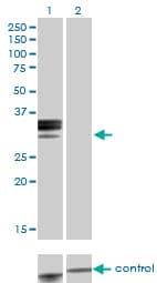 Monoclonal Mouse anti-Human HPX / Hemopexin Antibody (clone 3A9-1A9, WB)