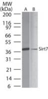 IHC-plus™ SIRT7 / Sirtuin 7 Antibody