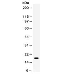 GADD45A / GADD45 Antibody
