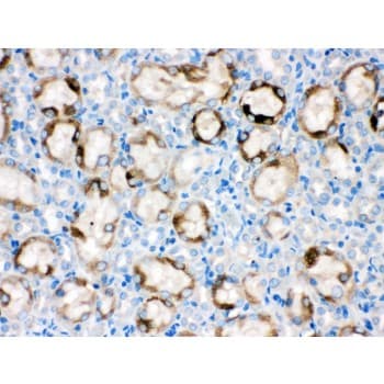 CYP1A1 Antibody (aa183-320)