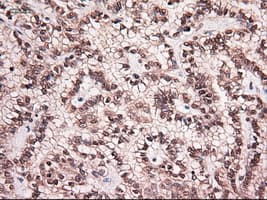NTF4 / Neurotrophin 4 Antibody (clone OTI2E8)