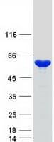 Human NAP1L4 Protein (Recombinant Myc-DDK (Flag))