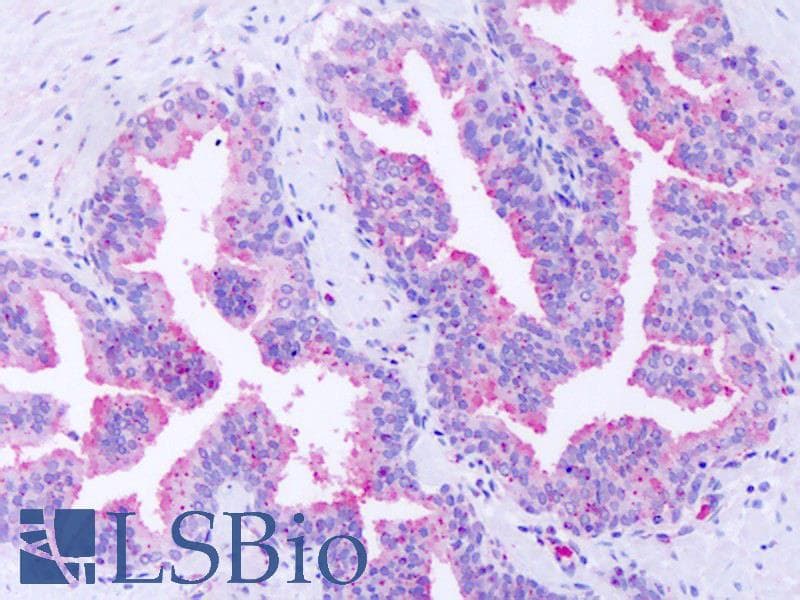 IHC-plus™ GPR63 Antibody (Extracellular Domain)