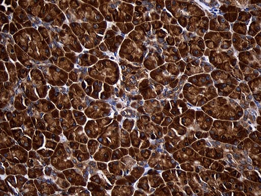 RPL27 / Ribosomal Protein L27 Antibody (clone OTI6D3, Carrier-free)