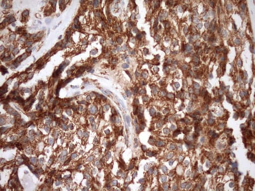 STOML2 Antibody (clone OTI1F5, Carrier-free)