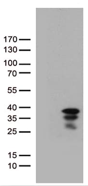 Monoclonal Mouse anti-Human VGLL1 Antibody (clone OTI7B8, WB)