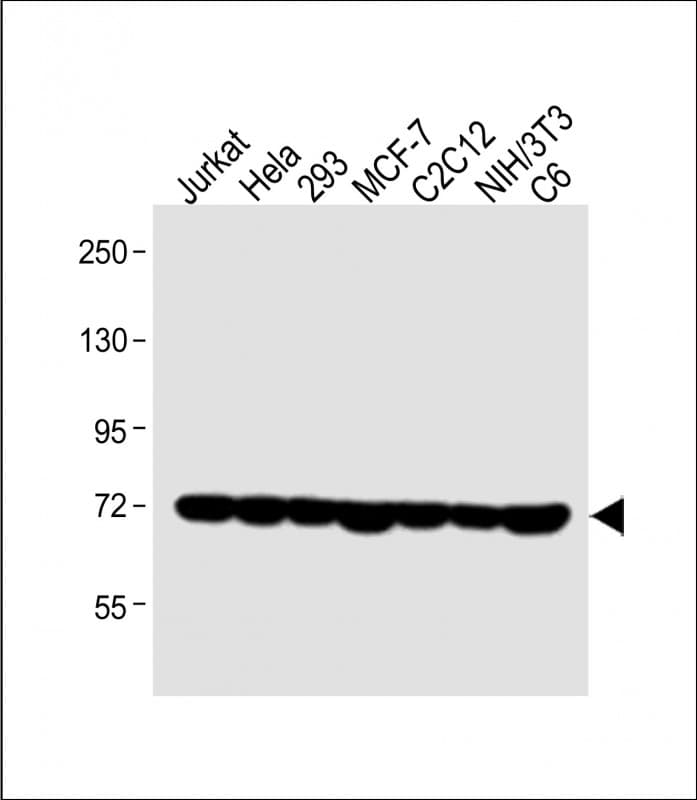 HSPA1A Antibody (Tyr41)