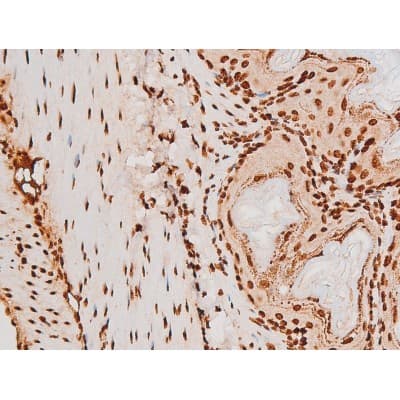 REL / C-Rel Antibody (phospho-Ser503)
