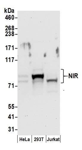 NOC2L Antibody (aa699-749)