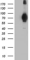 Monoclonal Mouse anti-Human MIER2 Antibody (clone OTI3G7, aa1-296, IHC, WB)