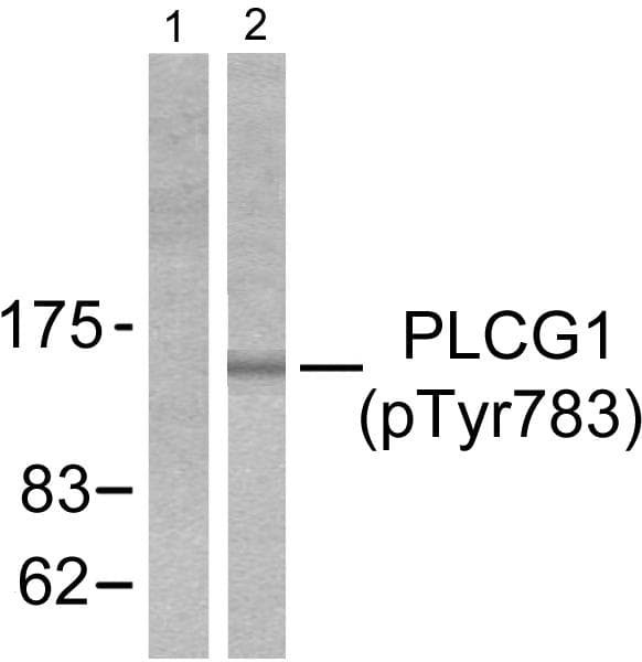 PLCG1 Antibody (phospho-Tyr783)