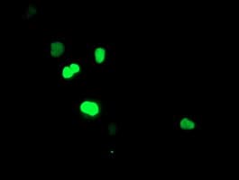 SIRT6 / Sirtuin 6 Antibody (clone OTI1G3)